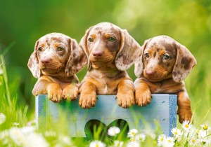Castorland: Cute Dachshunds (500) hondenpuzzel