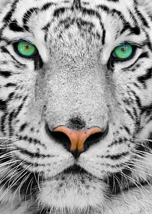 Enjoy: White Siberian Tiger (1000) verticale puzzel