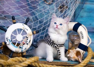 Enjoy: Captain Kitten (1000) kattenpuzzel