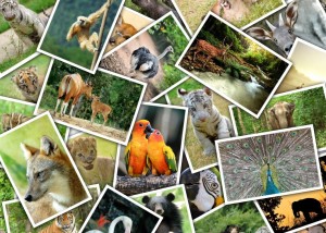 Grafika: Promenade au Zoo (500) collagepuzzel