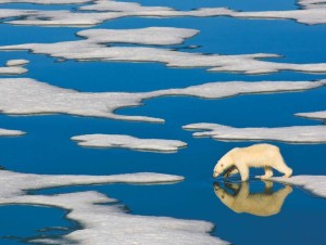 New York Puzzle: Polar Bear on Ice (500XL) OP = OP