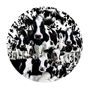 SunsOut: Herd of Cows (1000) ronde puzzel