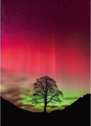 Heye: Power of Nature - Sycamore Gap (1000) verticale puzzel