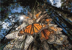 Clementoni: National Geographic Butterflies (1000) legpuzzel